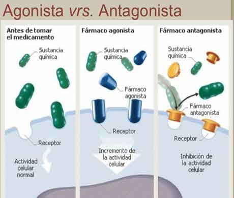 Agonista vs antagonista