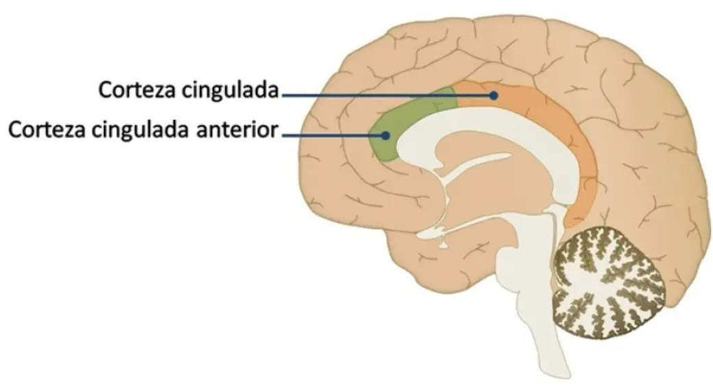 cortex cingulado