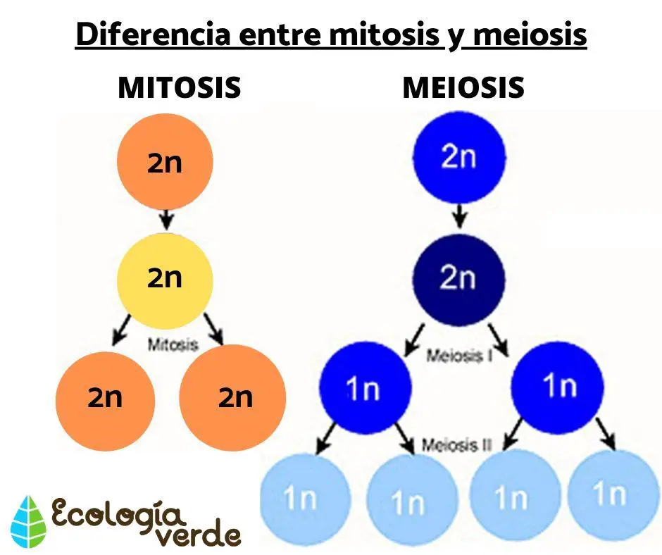 diferencia entre mitosis y meiosis 2551 orig