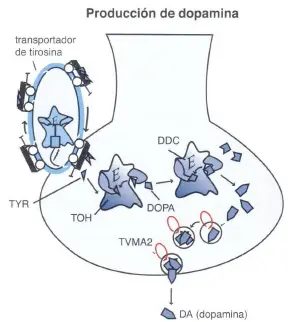 dopa1 Psicosis y esquizofrenia