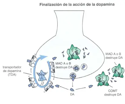 dopa2 Psicosis y esquizofrenia