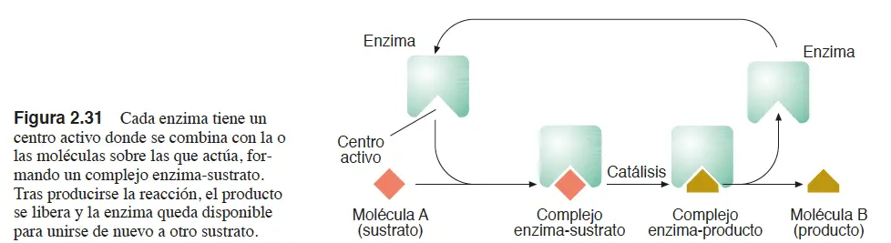 enzima2 CURSO 0 BIOLOGÍA