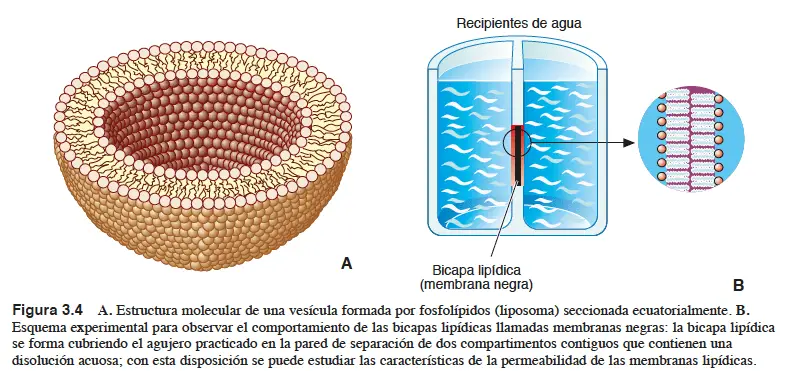 membrana5 CURSO 0 BIOLOGÍA