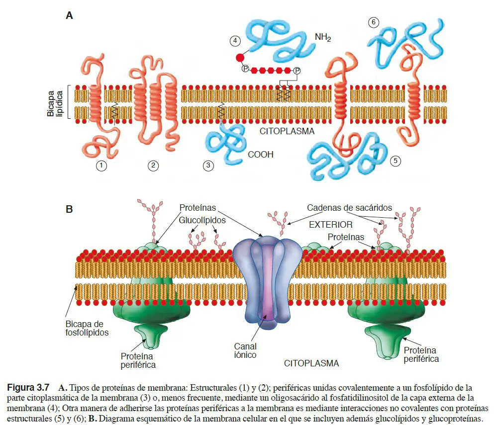 membrana8 CURSO 0 BIOLOGÍA