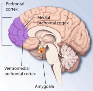 neocortex Cerebro y envejecimiento