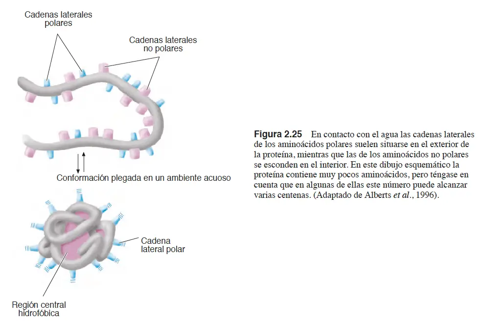 proteina5 CURSO 0 BIOLOGÍA