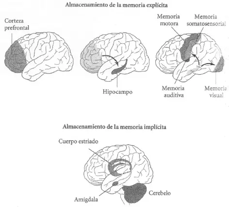 tipos de memoria en el cerebro